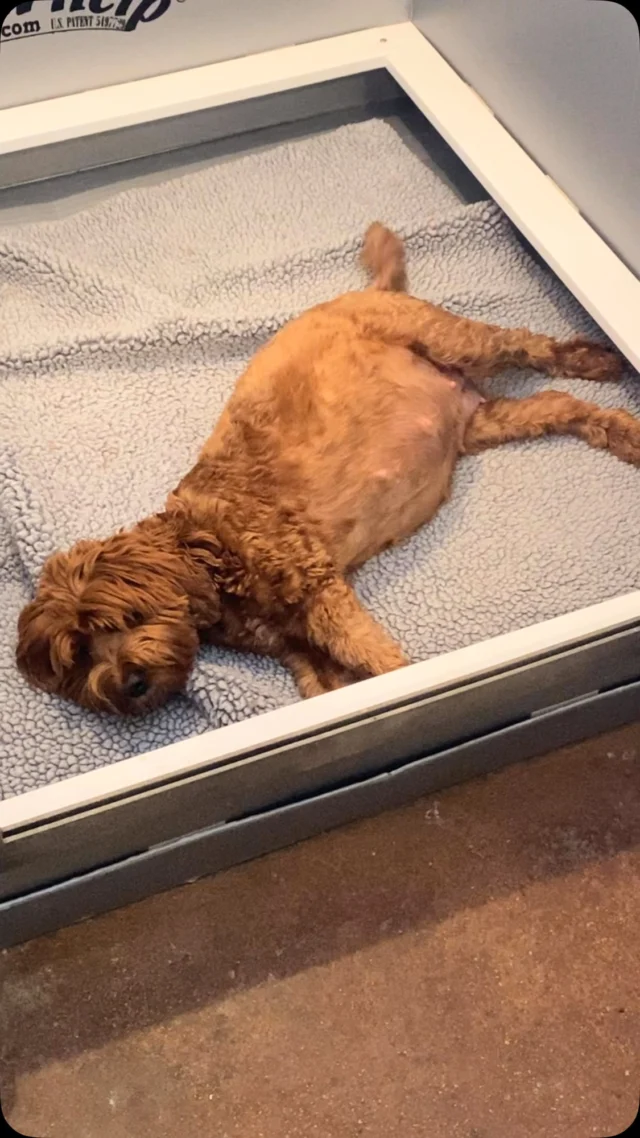 Happy Mother’s Day from some of our amazing Brasken mama dogs!
.
.
.
#braskenlabradoodles #australianlabradoodle #australianlabradoodles #labradoodle #labradoodles #alaa #labradoodlepuppy #labradoodlepuppies #puppylove #puppytime #fluffypuppy #happypuppy #puppiesofinstagram #puppydog #cutestpuppy #doodletales #doodlesoftheworld #doodlesofinstagram #ALD #alaalabradoodles #betterbreedbydesign