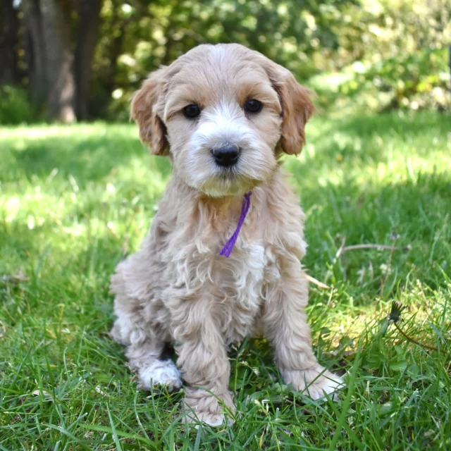 Sending off our sweet Sophie and Archer babies to their new homes this weekend!
.
.
.
#braskenlabradoodles #australianlabradoodle #australianlabradoodles #labradoodle #labradoodles #alaa #labradoodlepuppy #labradoodlepuppies #puppylove #puppytime #fluffypuppy #happypuppy #puppiesofinstagram #puppydog #cutestpuppy #doodletales #doodlesoftheworld #doodlesofinstagram #ALD #alaalabradoodles #betterbreedbydesign