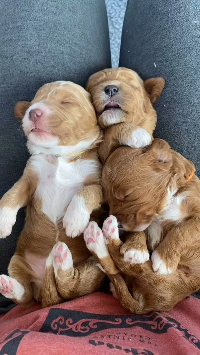 Here’s a sweet little moment to get you through the rest of the week 💛