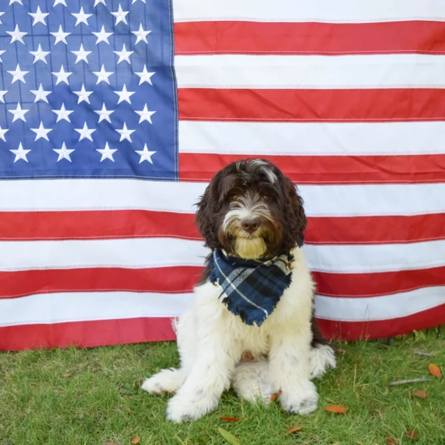 Happy Memorial Day. Thank you to all our veterans who have served 🇺🇸
.
.
.
#braskenlabradoodles #australianlabradoodle #australianlabradoodles #labradoodle #labradoodles #alaa #labradoodlepuppy #labradoodlepuppies #puppylove #puppytime #fluffypuppy #happypuppy #puppiesofinstagram #puppydog #cutestpuppy #doodletales #doodlesoftheworld #doodlesofinstagram #ALD #alaalabradoodles #betterbreedbydesign