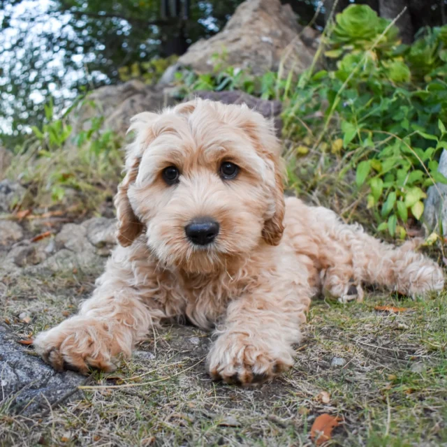 Doodles are experts at the puppy dog eyes
.
.
.
#braskenlabradoodles #australianlabradoodle #australianlabradoodles #labradoodle #labradoodles #alaa #labradoodlepuppy #labradoodlepuppies #puppylove #puppytime #fluffypuppy #happypuppy #puppiesofinstagram #puppydog #cutestpuppy #doodletales #doodlesoftheworld #doodlesofinstagram #ALD #alaalabradoodles #betterbreedbydesign